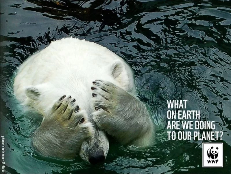campagne-wwf-ours-polaire